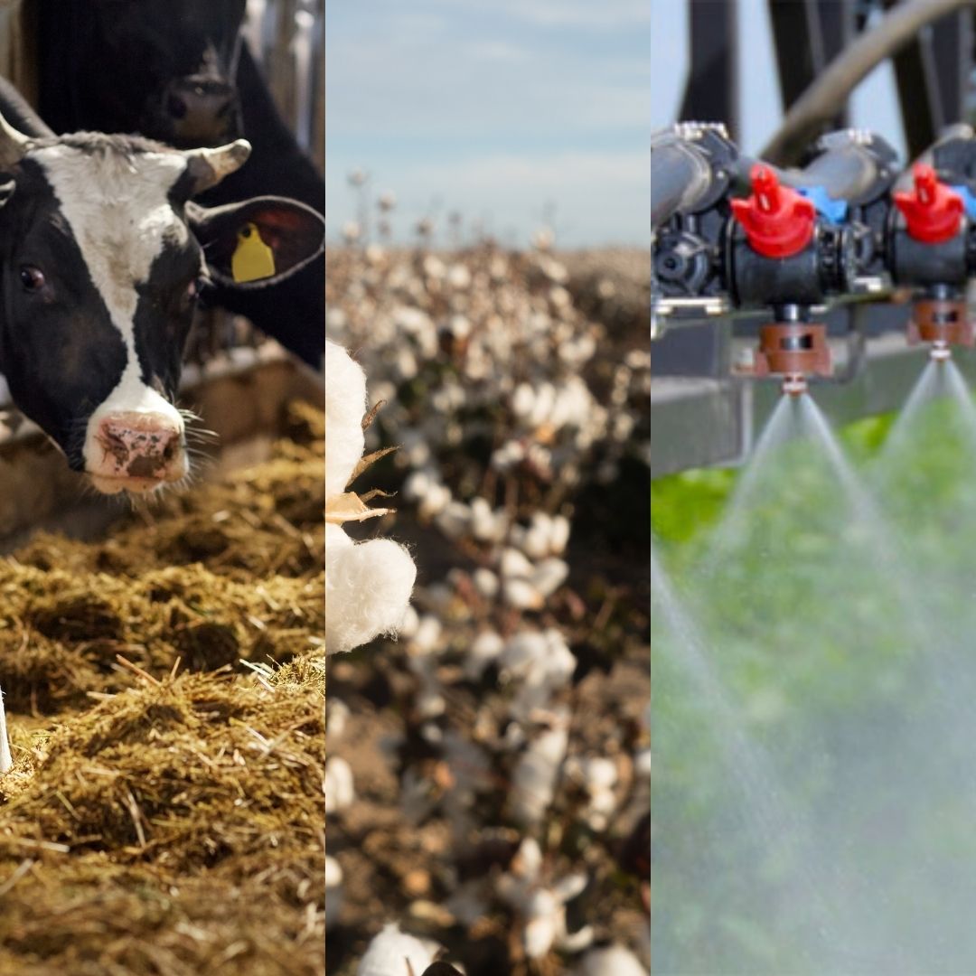 Agronea 2021: Algodón, ganadería y aplicaciones