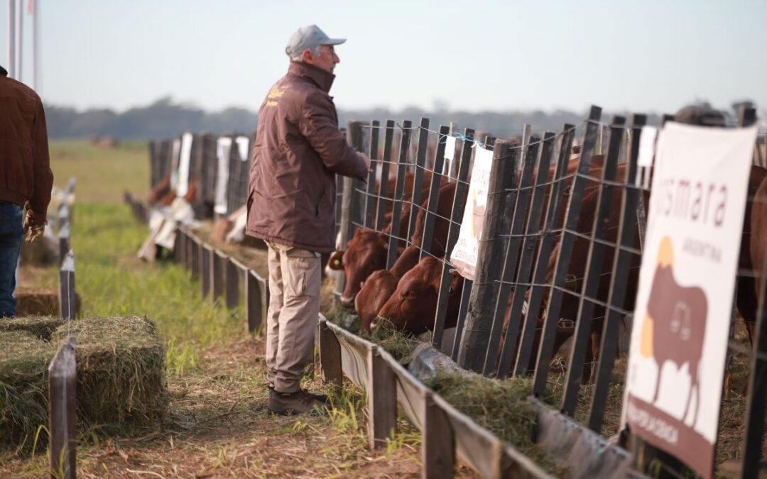 La ganadería toma protagonismo en Agronea Pampa: Remate de reproductores, televisado