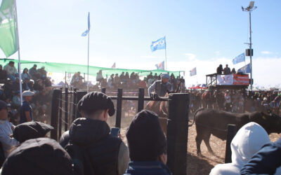 Remate televisado, exhibición y charlas en el Sector Ganadero de Agronea Pampa