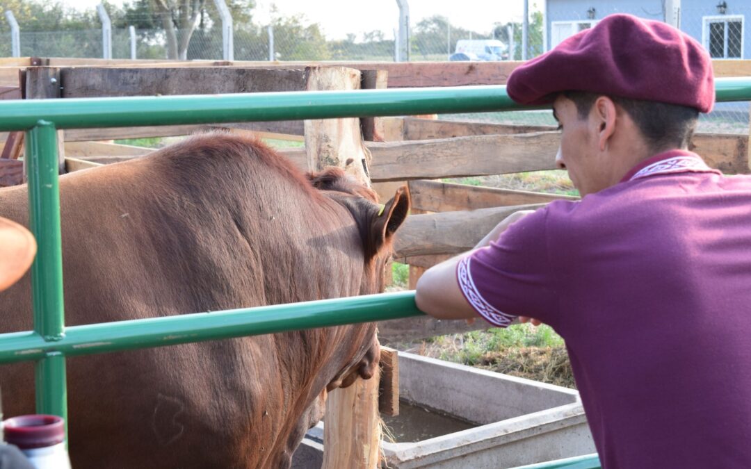 Agronea Pampa: La raza Bonsmara, con Cabaña Los Vicente representó al productor ganadero