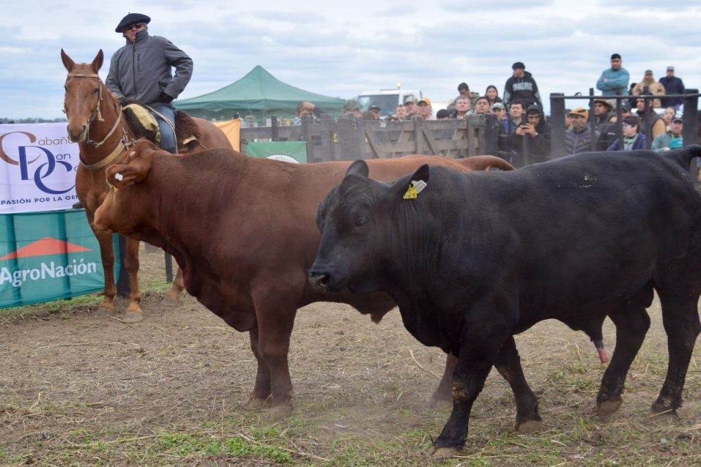 Las cabañas destacaron la genética y concretaron ventas exitosas en los remates de Agronea 2026