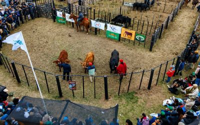 Premios, ventas y genética: las cabañas reafirmaron el potencial ganadero en Agronea 2026